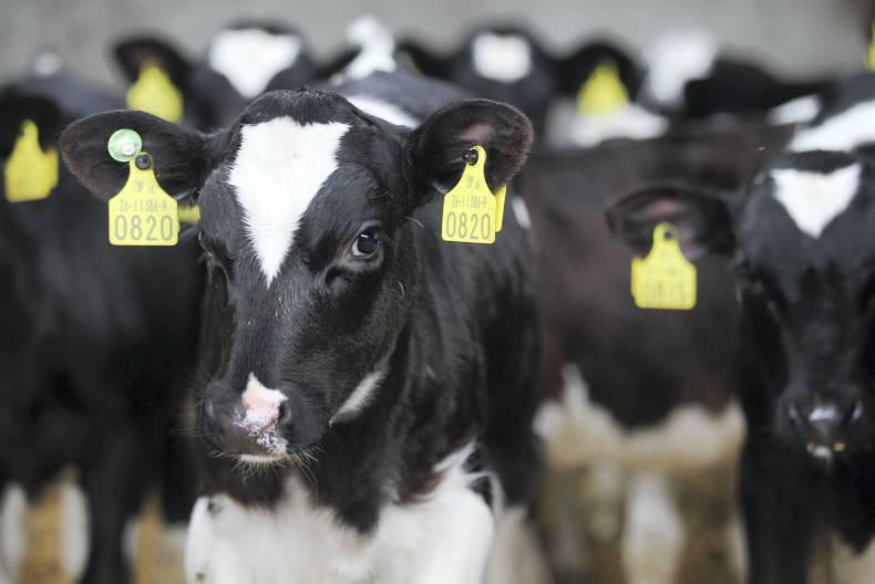 The importance of calf health management planning
