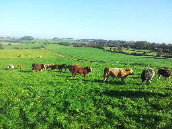 CSO revise 2014 farm income upwards