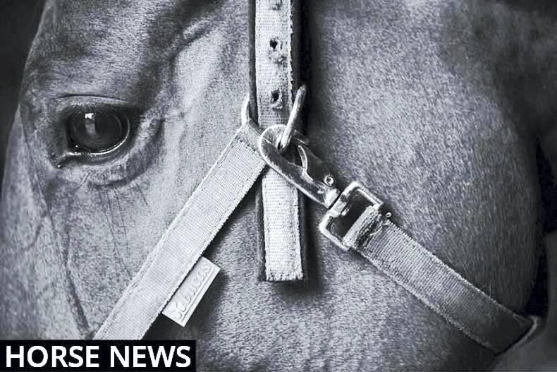 Eleanor's Diary: Your guide to all equestrian events happening this week