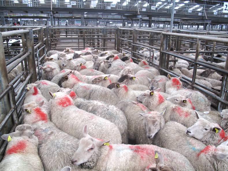 Price instilling optimism into sales