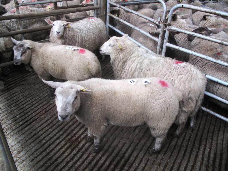 Northern Ireland Beef and Hogget quotes 