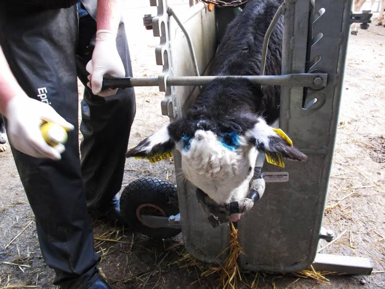 Dairy Know-How: Your guide to dehorning a young calf         