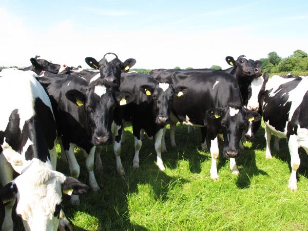 Dairy farming management: Field work and dehorning calves