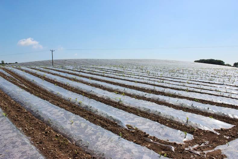 Seminars provide maize husbandry updates