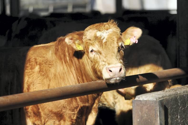 Where has Teagasc come from?  