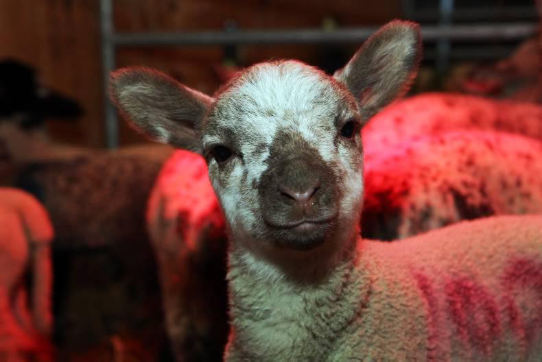 Farmer writes: Lambing interrupts the rugby excitement 