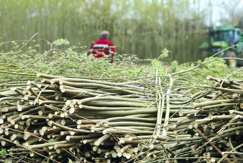 Coveney announces opening of Bioenergy Willow Scheme 2015