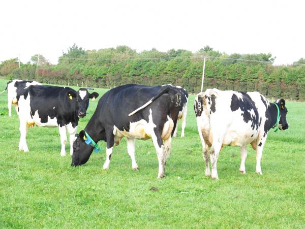 Teagasc show spring dairy farms made a net profit of €1800 per hectare. 