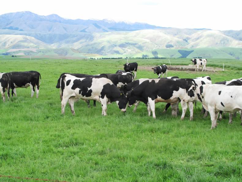 How’s your milk quota?                 