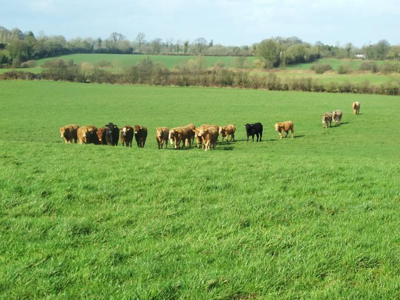 The weight of the past on Teagasc  