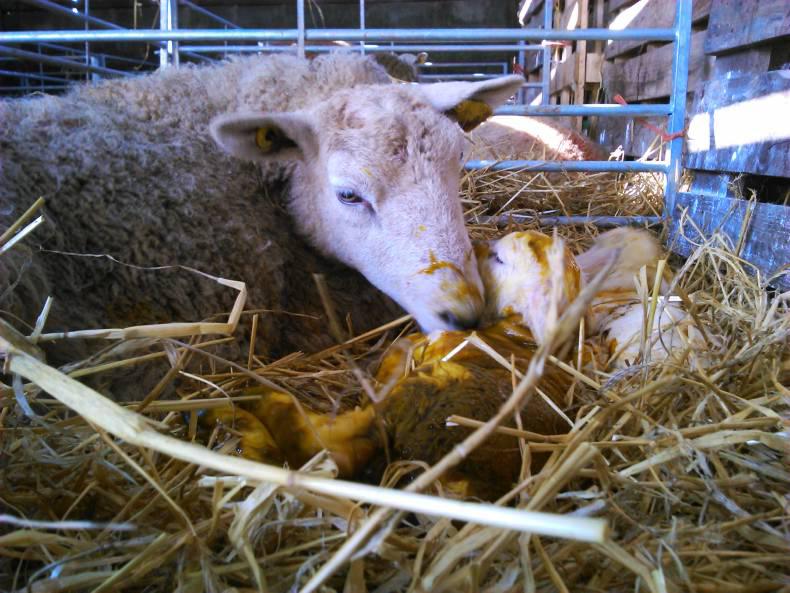 Lactating ewe hoggets – avoid the pitfalls