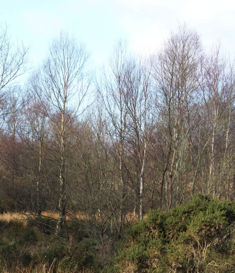 Practical forestry guide – Forest establishment

