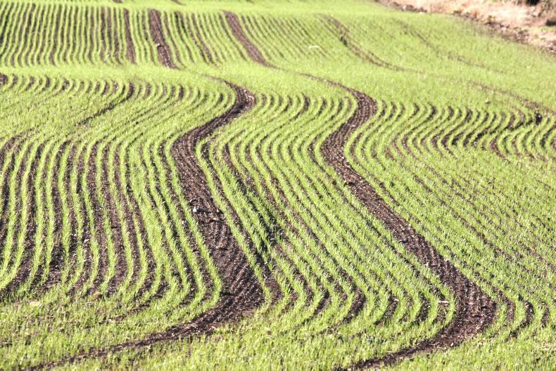 Fuel sludge poses threat to crop producers