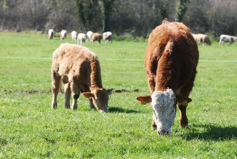 The latest agricultural jobs in Ireland Free