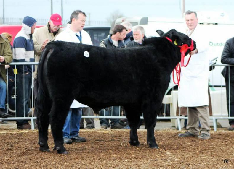 Tivanagh Barron's son tops Carrick bull sale