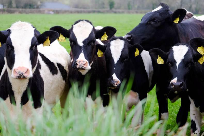 Video: Watch calves enjoy their  first time on grass