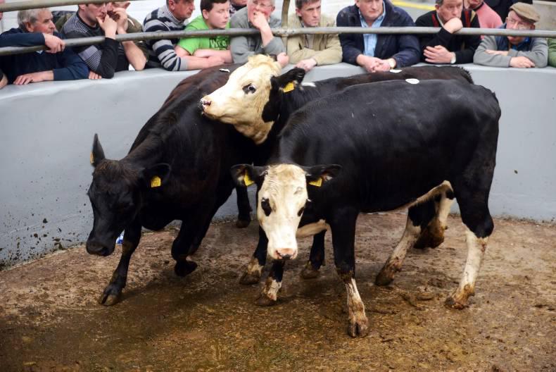 Cattle prices: Brisk trade in Listowel 
