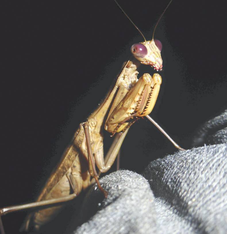 Adventures in Africa: Battling insects
