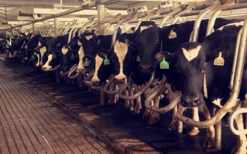 Dairy farming in the US versus Ireland              