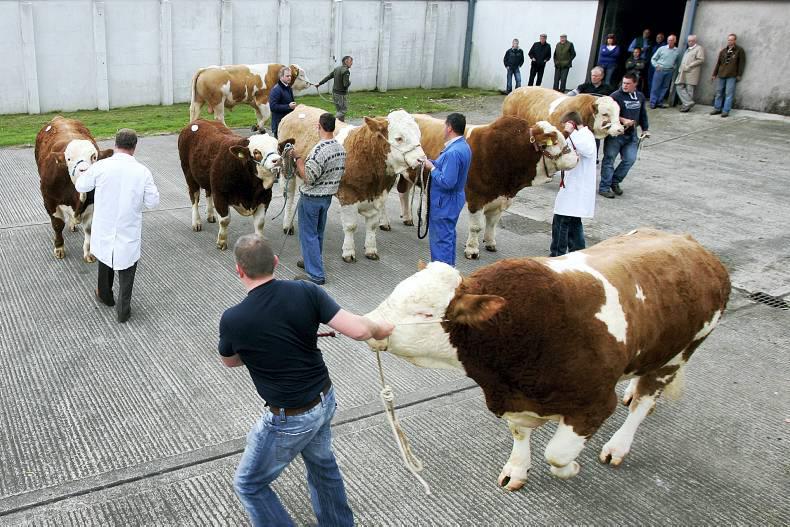 Bull with incorrect pedigree  