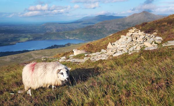 Commonage losses will be other farmers' gains 