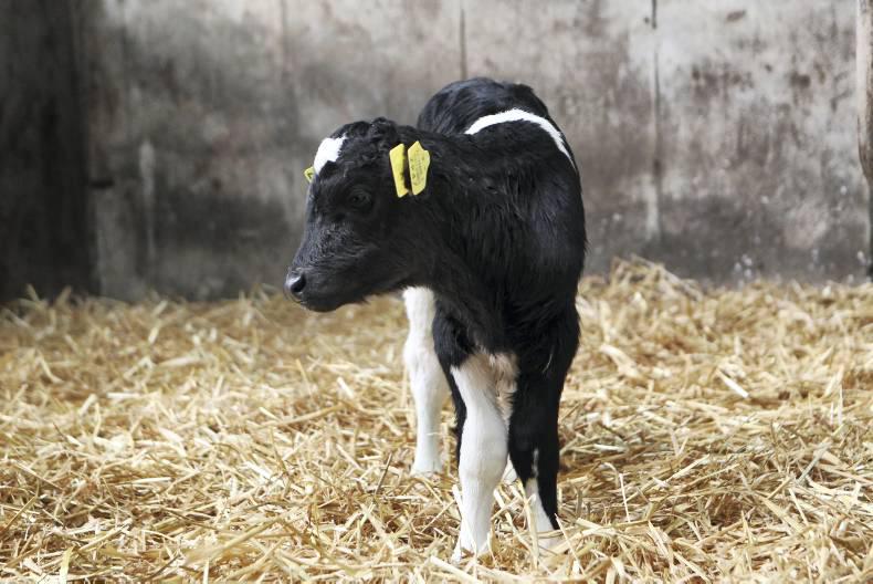 Managing grass growth is priority on Dairylink farms this week