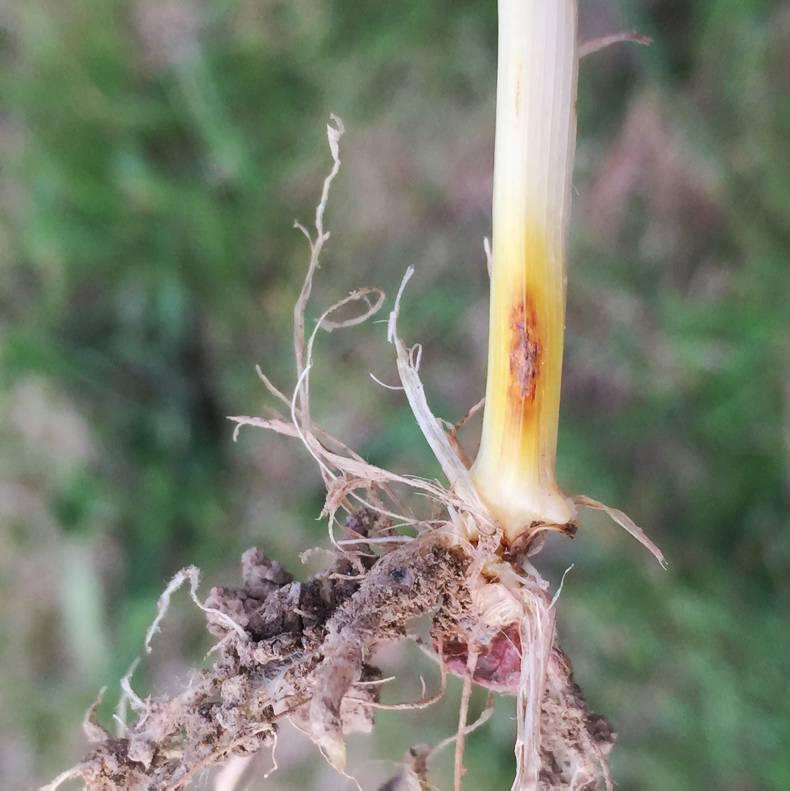 Disease threat looms following recent rain