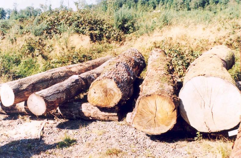 What shall we do with our hardwoods?