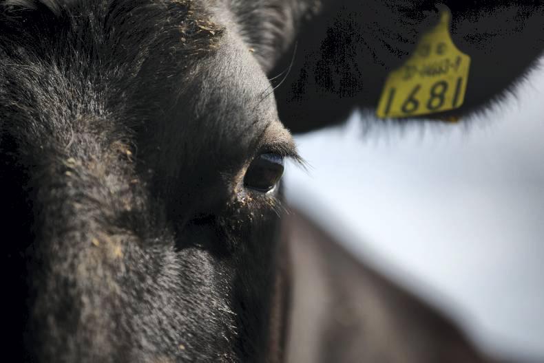A place for a cow in a city home