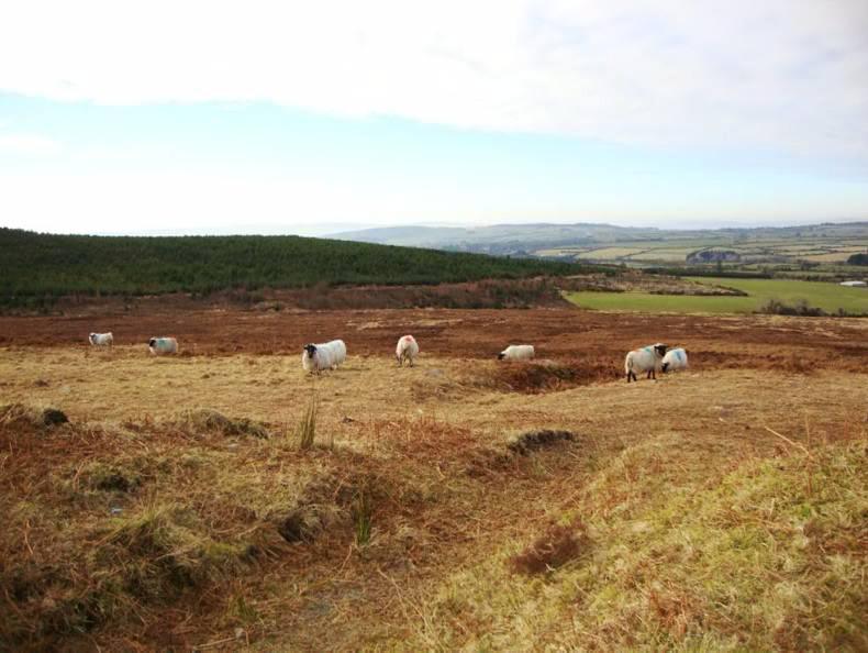 GLAS plans submitted but calls for extension