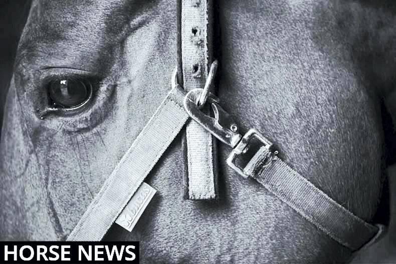 Eleanor's Diary: Your guide to all equestrian events happening this week