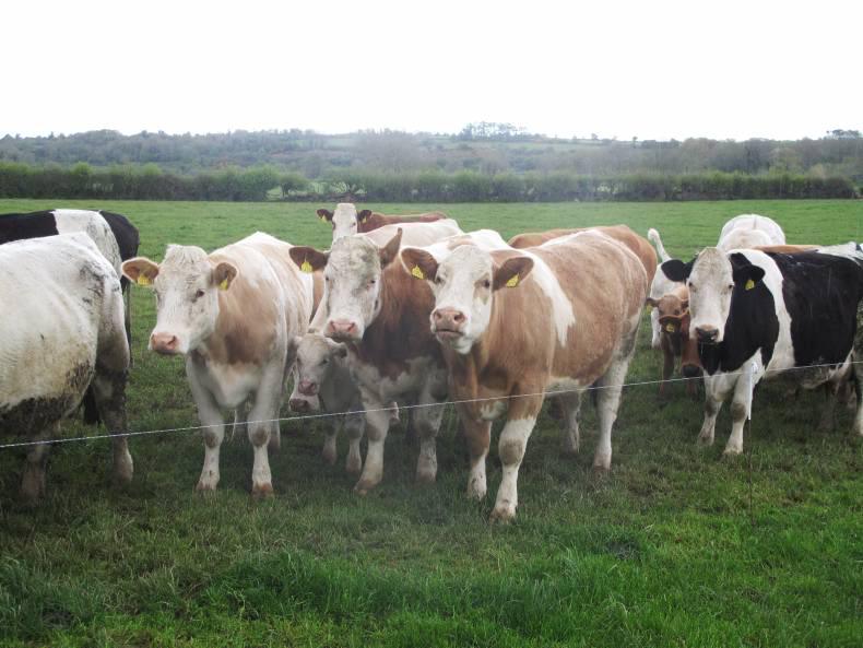 Keeping breeding on track through current difficulties