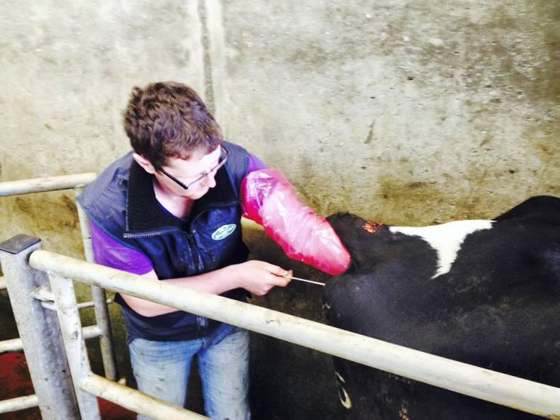 Dairy Management Bulling cows and difficulties with grazing 30