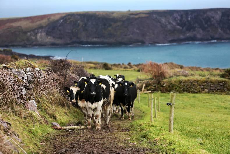 Farmer writes: Slow grass and fast breeding  