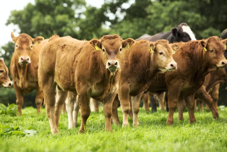 BPS applications update                                     