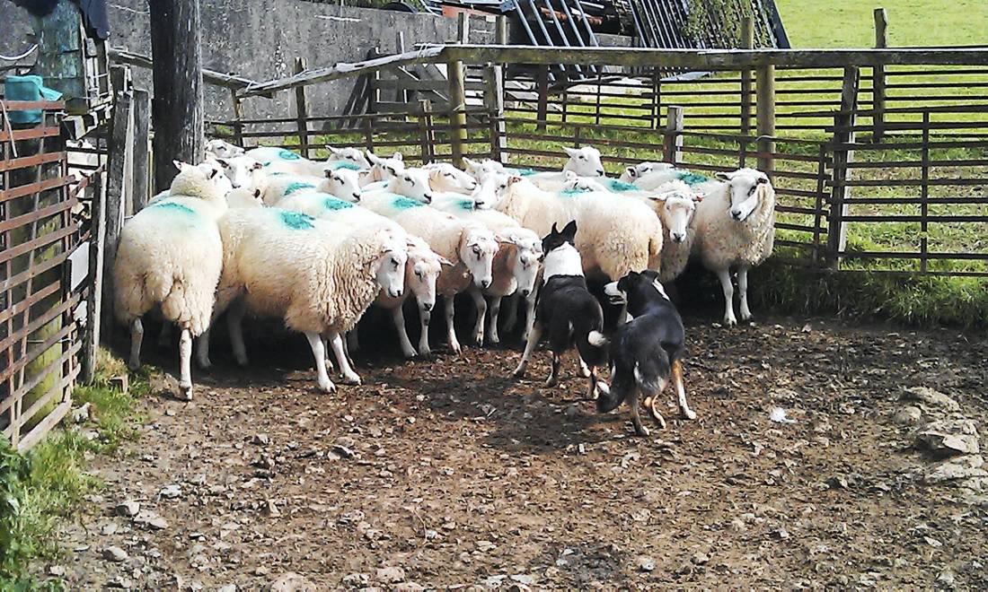 The latest agricultural jobs in Ireland and abroad 