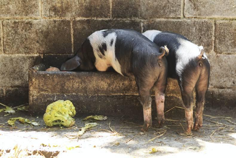 USA may be forced to soften laws on country of origin labels for beef and pork