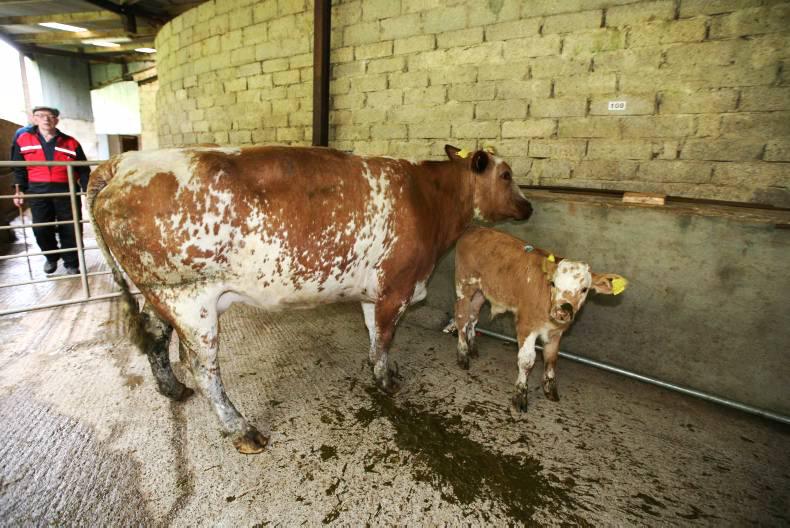 What's on at the marts                                              