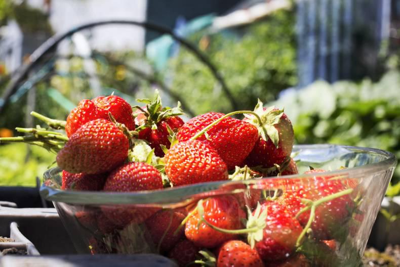 Strawberry retail sales in Ireland soar to €55 million 30 November