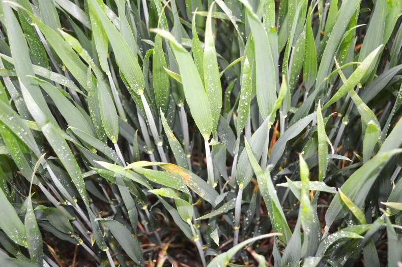 Controlling diseases in winter wheat in Ireland today