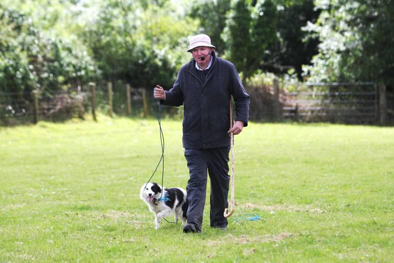 Sheep 2015: Plenty on offer for sheepdog enthusiasts