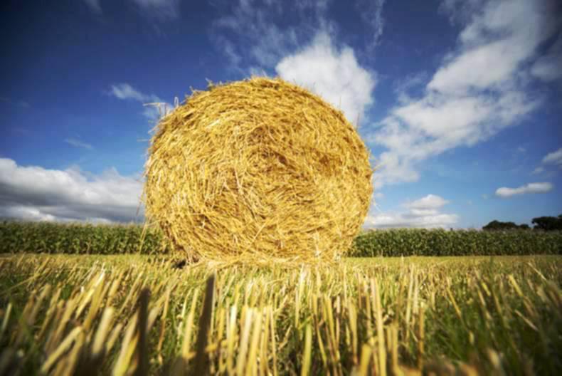 Summer in the country is a wonder through the eyes of a city girl