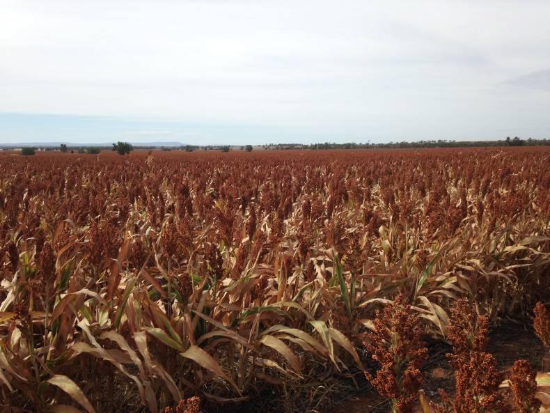Farming in a climate where rain is good