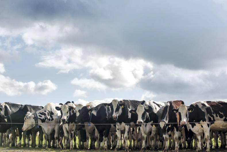 Dairy farmers regret signing five year contracts