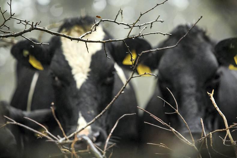 Graph: Declining incidences of BSE in Ireland