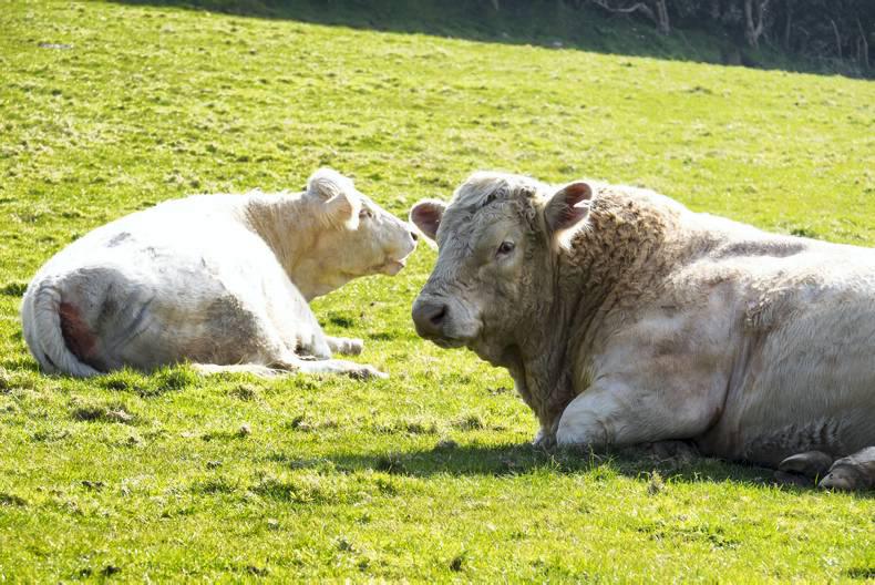 Irish Rural Link respond to latest figures on rural crime released by the CSO