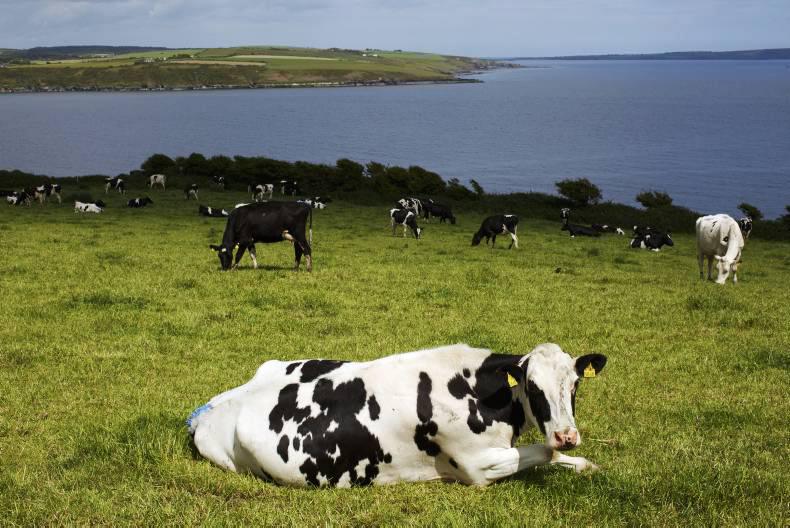 Farmer Writes: Farm walks and herd health