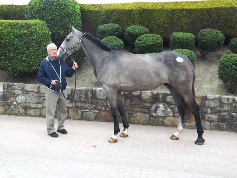 Quality son of OBOS heads the figures at Cavan