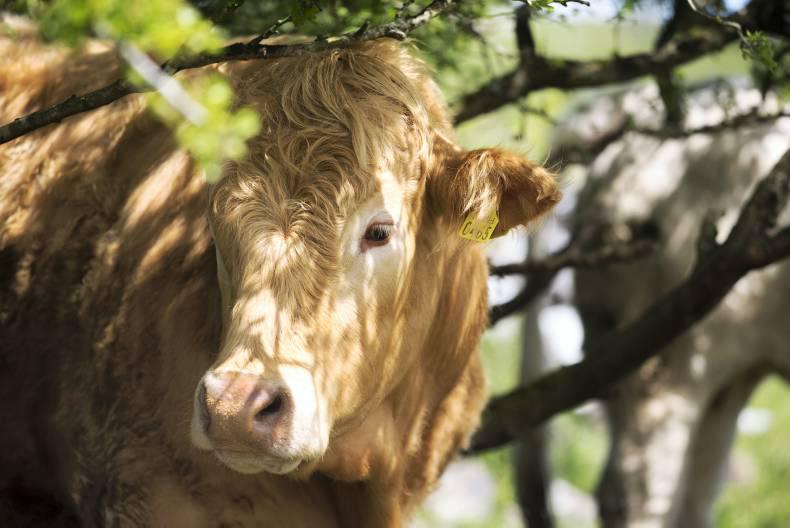 80% of 2014 beef data programme money flows