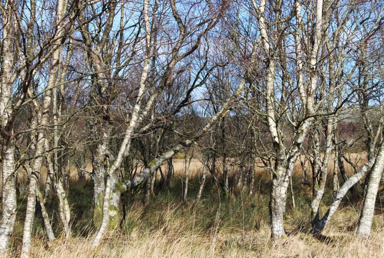 The need for a realistic definition of a forest